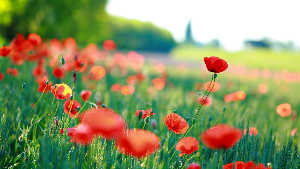 Champ de coquelicots rouges dans la lumière