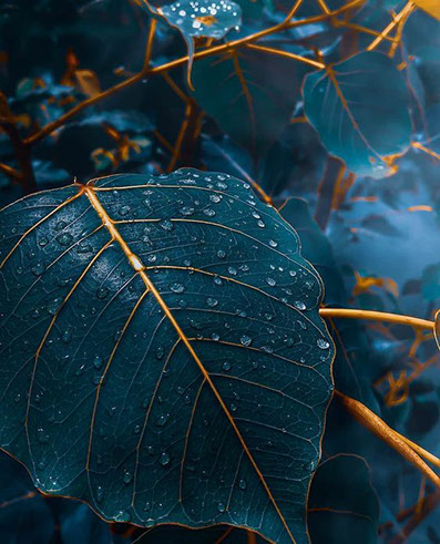 Feuille sombre couverte de gouttes d’eau