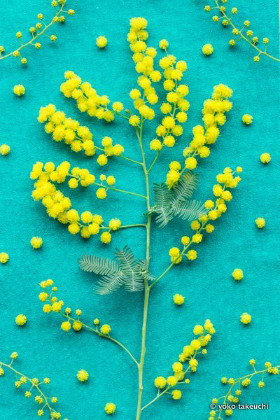 Branche de mimosa jaune sur fond bleu